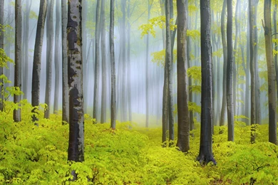 Forest Painting Wallpapers HD Download Of Green Forest