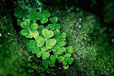 Shamrock Wallpapers   Wallpapers Zone