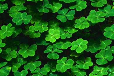 Nature, Green, Leaves, Plants, Shamrock, Clovers, Pattern ...