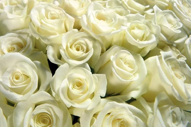 Download White Rose Backgrounds