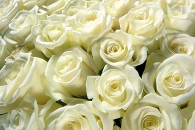 White Rose Hd Backgrounds Wallpapers Hd Wallpapers