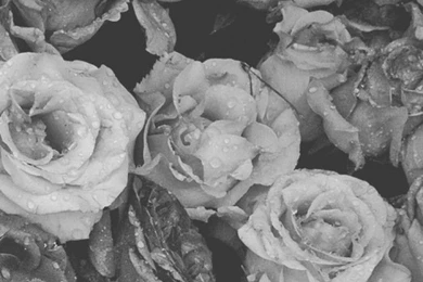 Black And White Rose Backgrounds