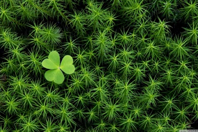 Shamrock And Irish Moss HD Desktop Wallpapers : Widescreen : High ...
