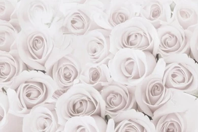 1(W)x1.5(H)m Cool Portable Backgrounds Elegant White Roses Portrait ...