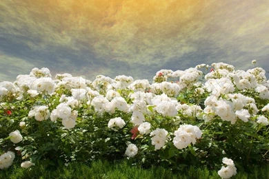 Field Of White Roses On A Backgrounds Of The Blue Sky