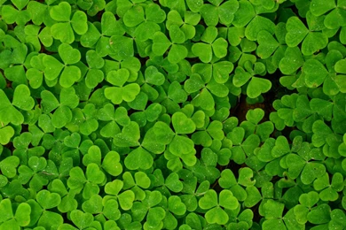 338800 Color Wallpapers: Pokemon Bellsprout Black Backgrounds ...