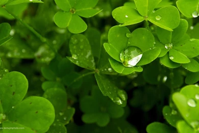 Shamrock Desktop Wallpapers   Wallpapers Cave