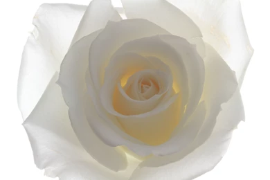 White Rose White Backgrounds