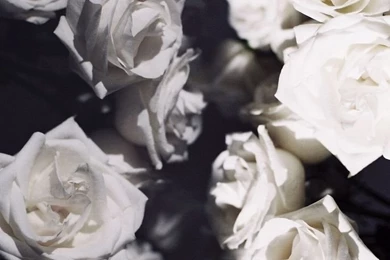 White Roses/black Backgrounds