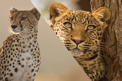 Cheetah Wallpapers   Android Apps On Google Play