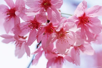 Widescreen Flower Wallpapers