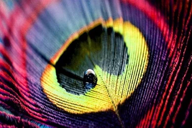 Different But Pretty Color For A Single Peacock Feather Tattoo ...