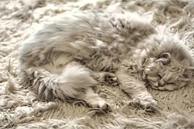 Top 10 Camouflage Cats Blending Into Backgrounds   YouTube