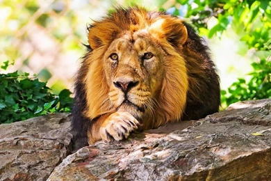 Animals Live Wallpapers   Android Apps On Google Play