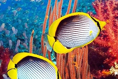 Animals LIve Wallpapers   Android Apps On Google Play