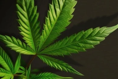 Weed Live Wallpapers   Android Apps On Google Play