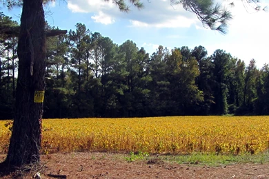 Fields Country Crops Fields Croplands Rural Desktop Backgrounds ...