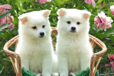 Cute Puppies Wallpapers For Computer