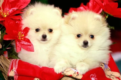 Puppies Wallpapers Download   Wallpapers Zone