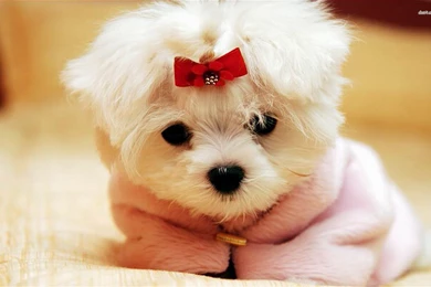 Cute Puppy Wallpapers