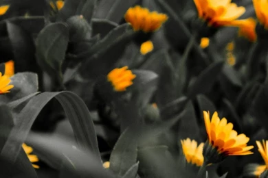 Orange Flowers Black White Photo iPhone 6 Plus HD Wallpapers / IPod ...