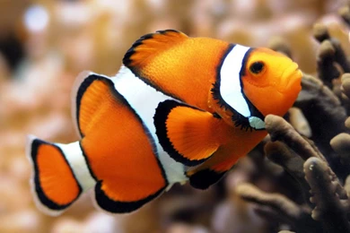 Orange Clownfish Android Wallpapers 960x800 Phone Hd Wallpapers