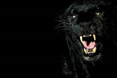 Panther Wallpapers