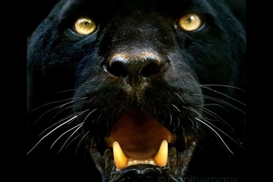 93 Black Panther HD Wallpapers