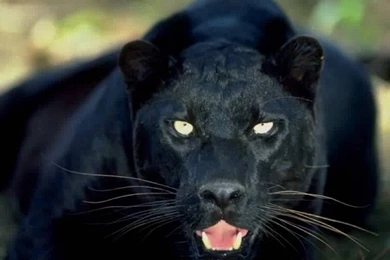 Black Panther Wallpapers HD Wallpapers And Pictures