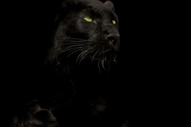 Cats Animals Black Panther Wallpapers
