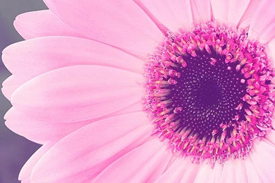 Pink Nation Wallpapers   5 Items