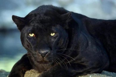 Black Panther Wallpapers, Images, Photos, Pictures & Pics