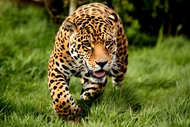 The Pink Panther Wallpapers HD On Wallpapers Bros