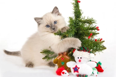 Animated Christmas Wallpapers