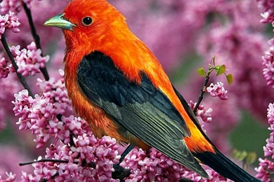 Nature Birds 2048×1536 Wallpapers 2168702