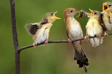 Wallpapers Nature Birds