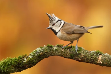 Nature Birds Wallpapers   HD Wallpapers And Pictures