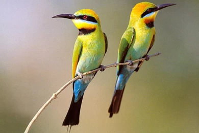 Nature Birds Wallpapers Free Download