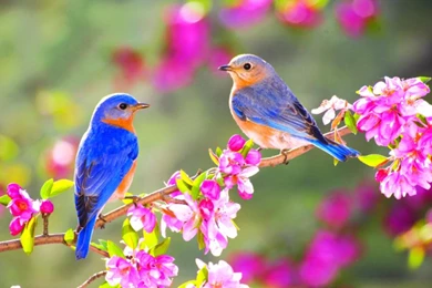 SPRING BLUE BIRDS WALLPAPER   (