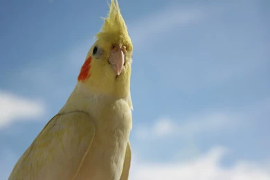 Nature Birds Wallpapers