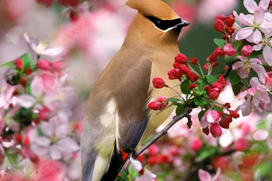 Best Birds HD Wallpapers