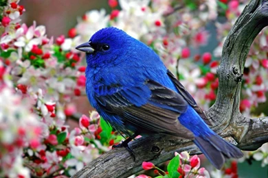 Animals, Nature, Birds Wallpapers HD / Desktop And Mobile Backgrounds