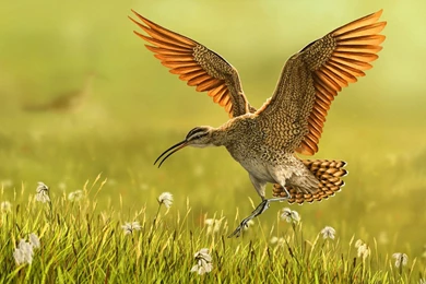 Bird grass nature art hd wallpapers   Magic4Walls.com