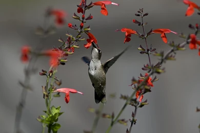 Animals, Nature, Birds, Hummingbirds, Flowers Wallpapers HD ...
