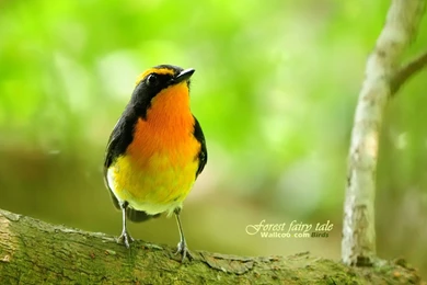Nature Birds Wallpapers