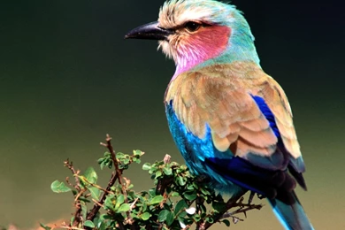 Download Nature Birds Wallpapers 1600x1200