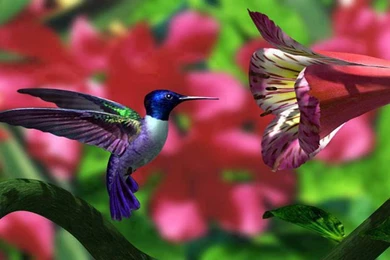 Birds: Beautiful Hummingbird Nature Flowers Animals Humming Bird ...