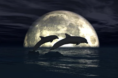 Dolphins Hd Wallpapers 3D