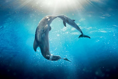 Dolphin Tale 2   Lovely Animals Ultra HD Wallpapers Picture