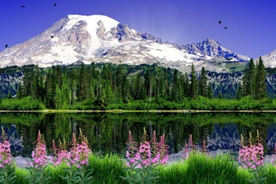 Mount Rainier Live Wallpapers   Android Apps On Google Play